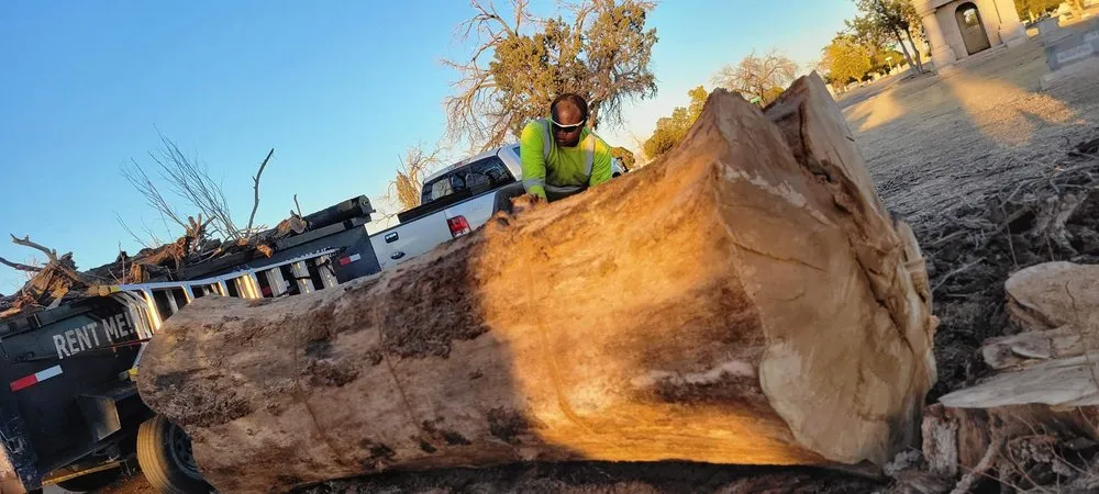 Professional landscape installation in Lubbock, TX by Texas Green Tree Services