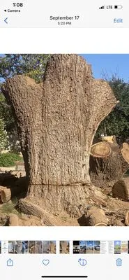 Texas Green Tree Services Logo