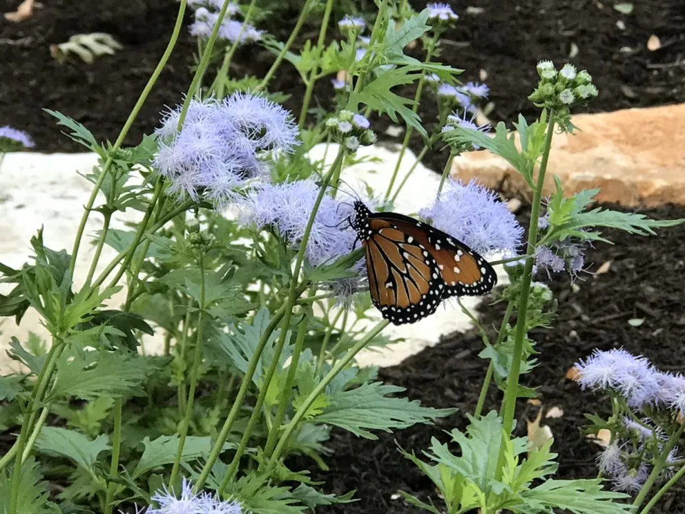 Top-rated garden landscaping in Pflugerville, TX - Texas Lawn and Garden