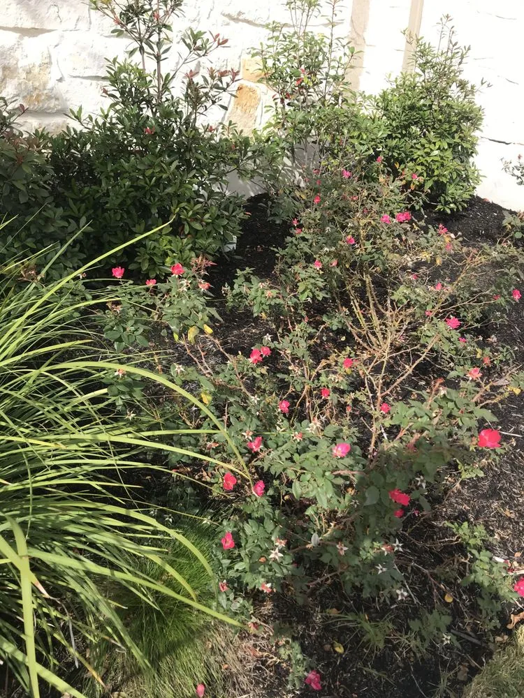 Local landscape design in Spicewood, TX by Texas Lawn Authority