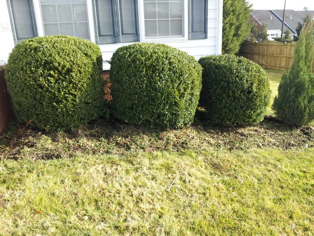 Top-rated yard cleanup service in Richmond, VA by Texas Lawn Care