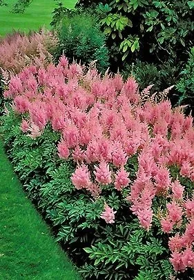 Expert landscaping services in San Antonio, TX by Texas Lawn Care