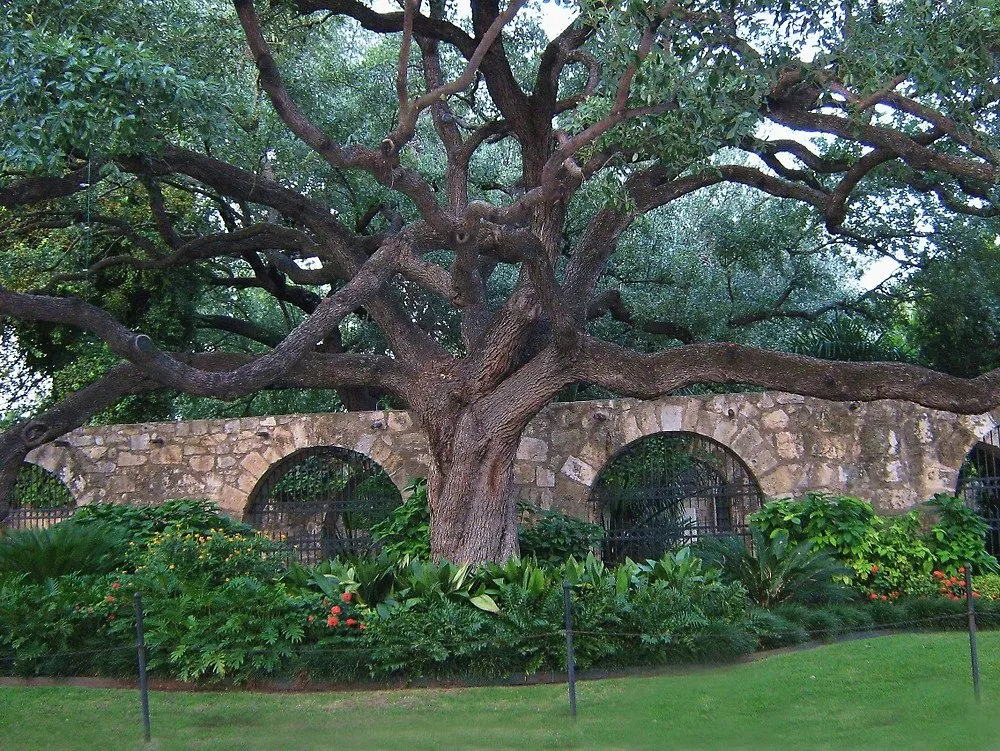 Custom landscape installation with custom design across San Antonio, TX - Texas Lawn Care