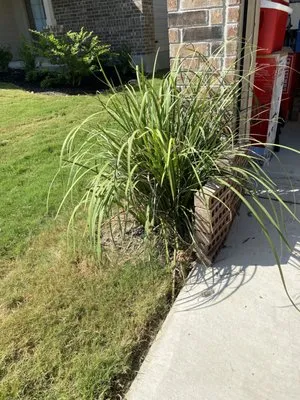 Texas Lawn Care Specialists Logo