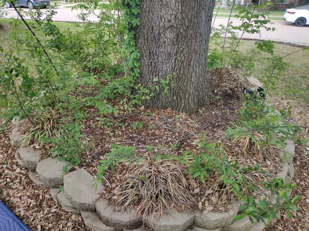 Affordable yard maintenance for outdoor upgrades in Venus, TX by Texas Lawn in Order