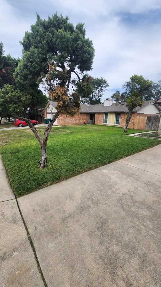 Expert yard maintenance experts serving San Antonio, TX - Texas Lawn Pro Solutions