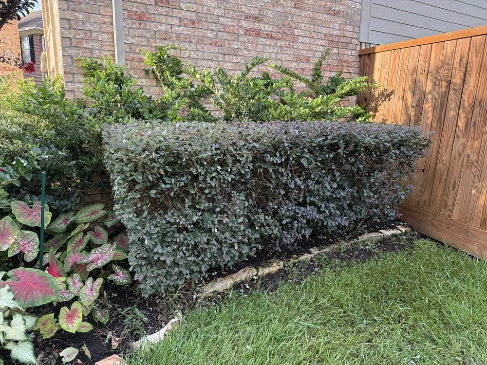 Expert residential landscaping for beautiful yards in Houston, TX by Texas Lawn Services