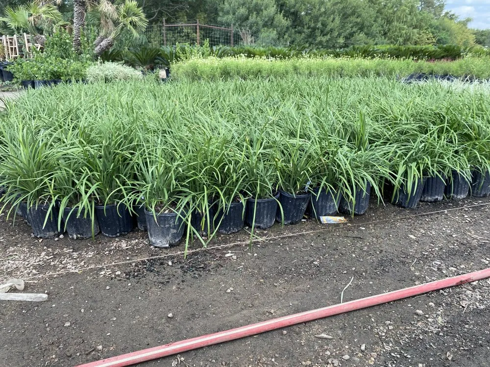 Expert lawn mowing service near you across San Antonio, TX - Texas Oaks landscaping