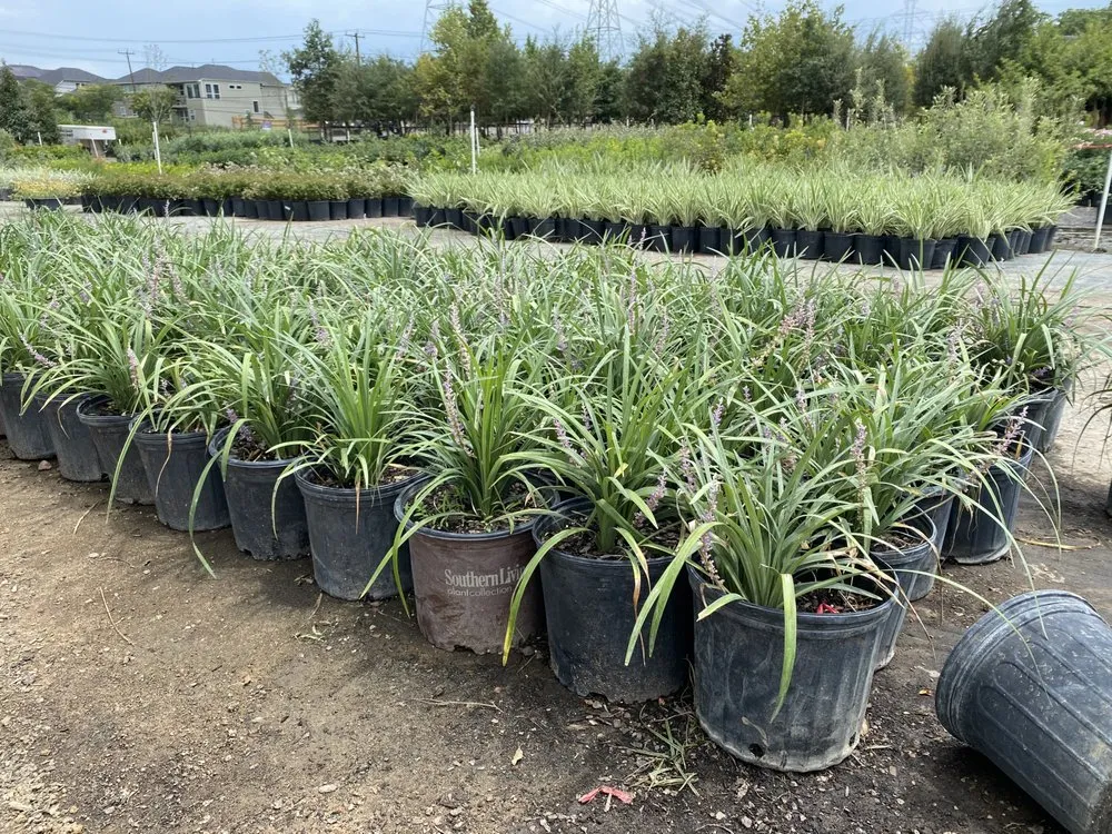 Professional landscape design experts serving San Antonio, TX - Texas Oaks landscaping