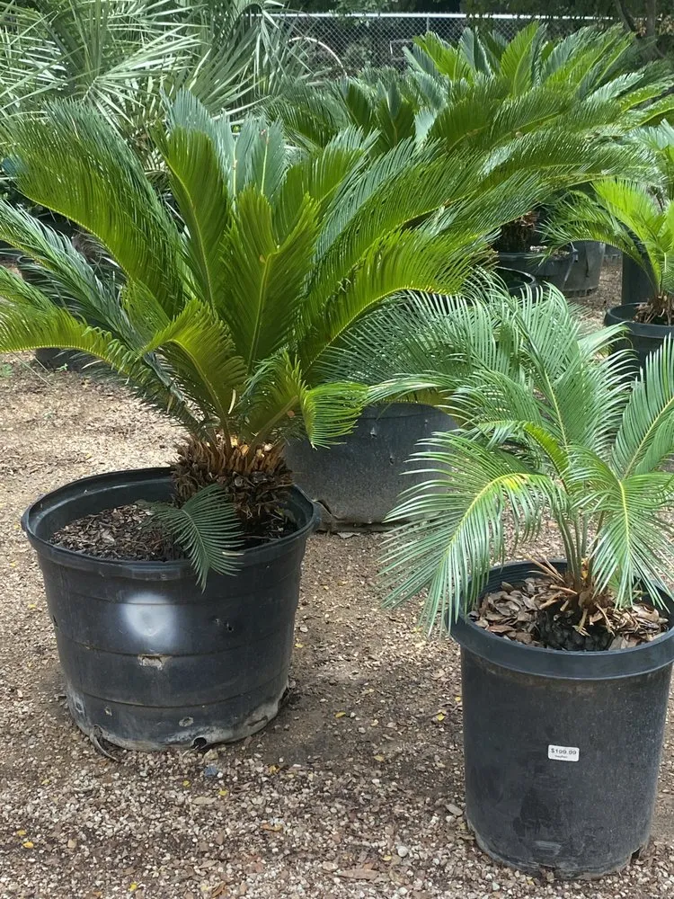 Local landscape installation for homes in San Antonio, TX by Texas Oaks landscaping