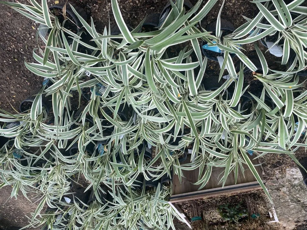 Top-rated lawn care service in San Antonio, TX - Texas Oaks landscaping