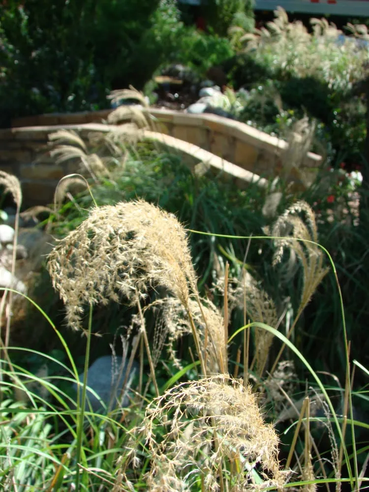 Expert landscape design near you in Dallas, TX by Texas Oasis