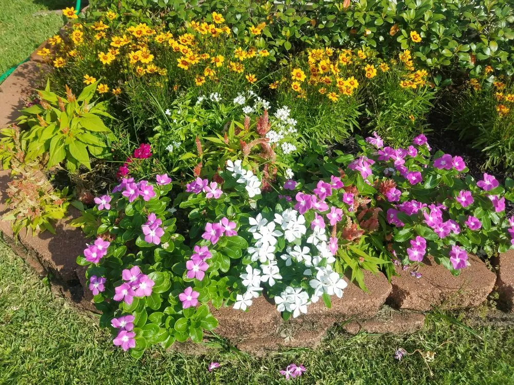Reliable yard maintenance for beautiful yards in Katy, TX by Texas Outdoor Services