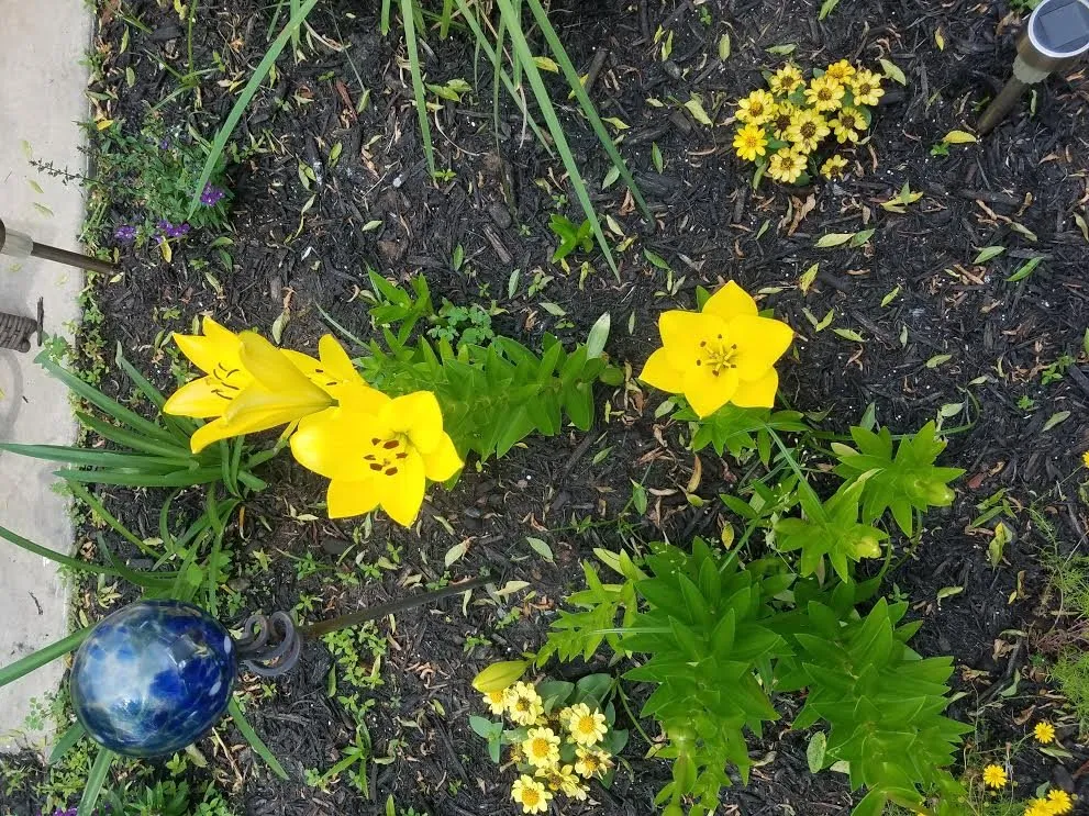 Professional garden landscaping in Katy, TX - Texas Outdoor Services