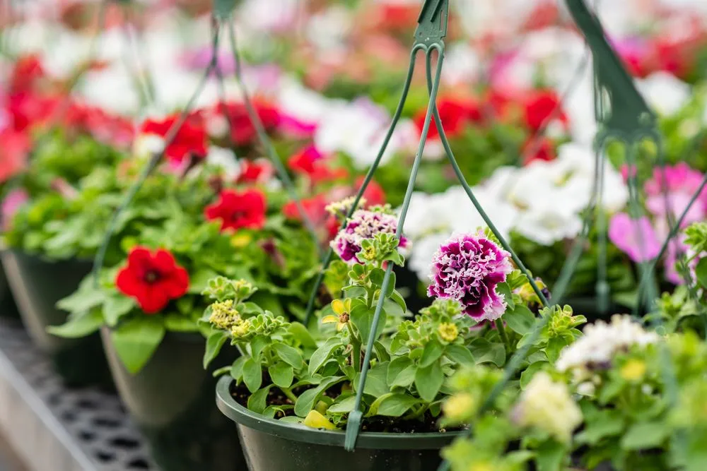 Expert landscape design for homes in Dallas, TX by Texas Palm Trees and Irrigation