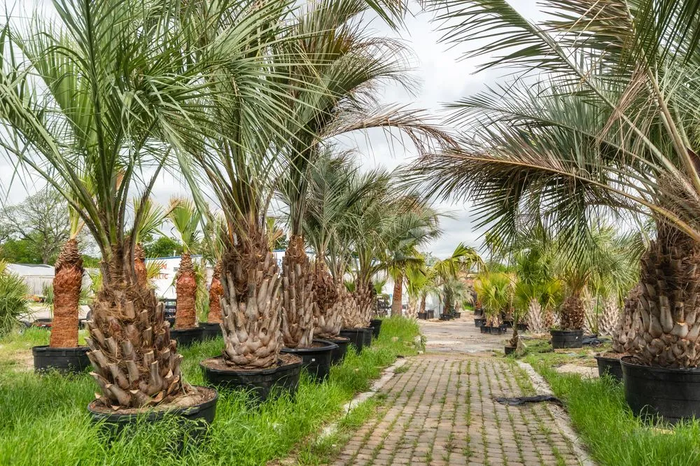 Local landscape installation experts serving Dallas, TX - Texas Palm Trees and Irrigation