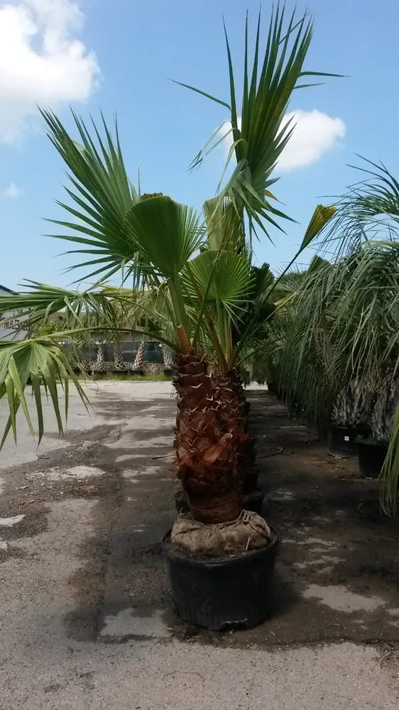 Trusted yard cleanup service experts serving Dallas, TX - Texas Palm Trees and Irrigation