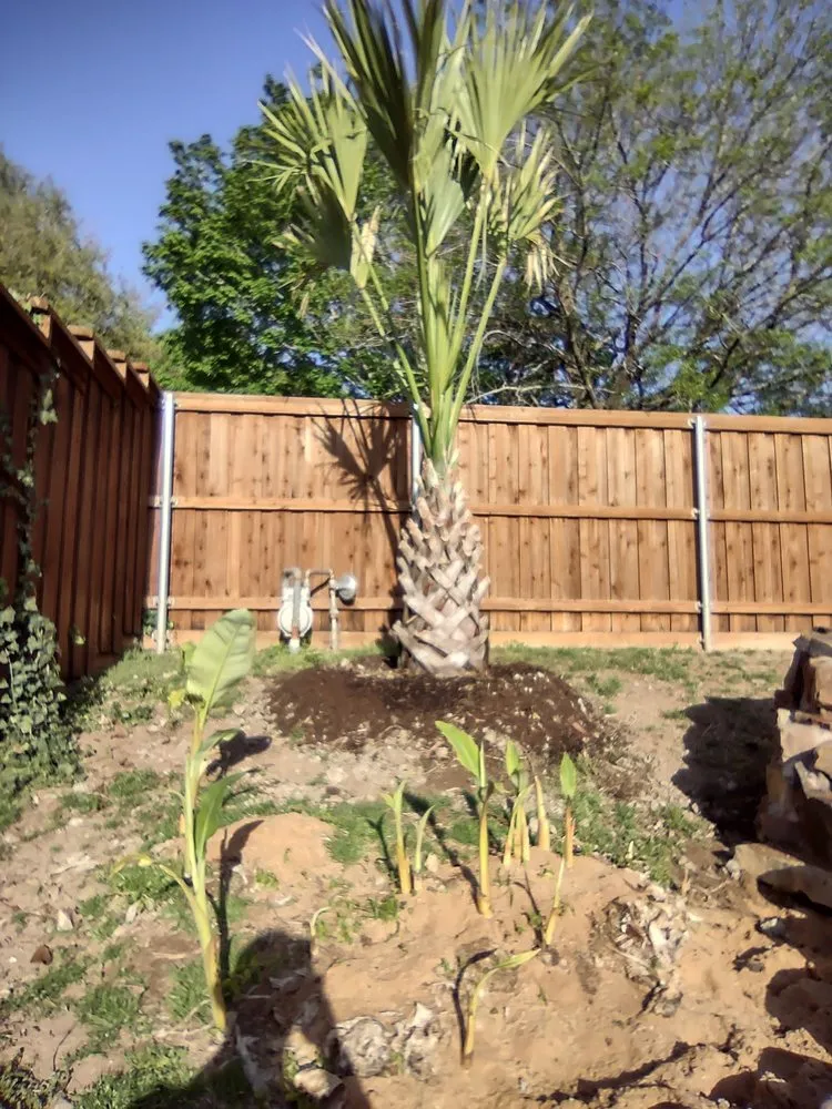 Local landscaping services experts serving Dallas, TX - Texas Palm Trees and Irrigation