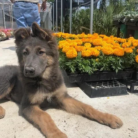 Professional garden landscaping experts serving Dallas, TX - Texas Palm Trees and Irrigation