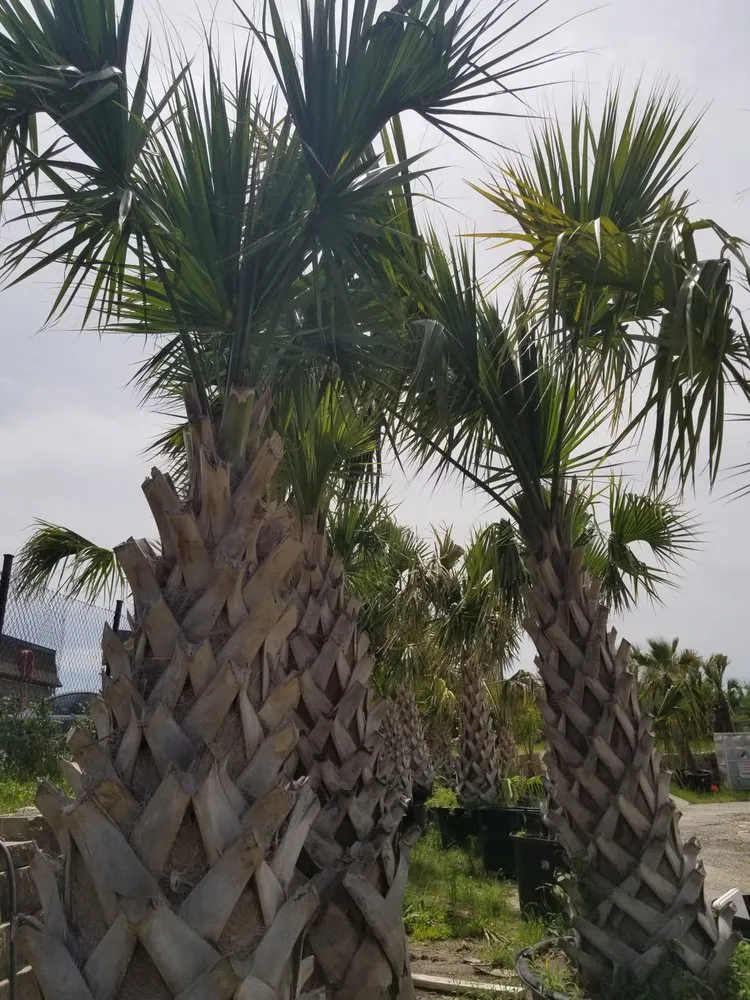 Top-rated yard maintenance in Dallas, TX by Texas Palm Trees and Irrigation