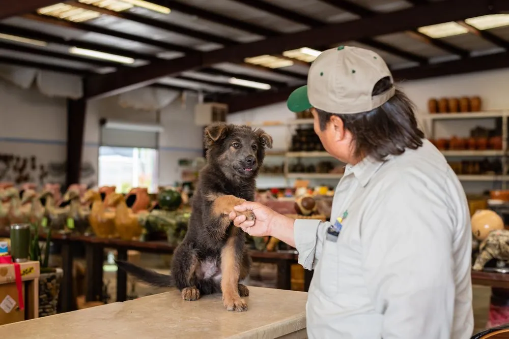 Affordable yard maintenance in Dallas, TX - Texas Palm Trees and Irrigation