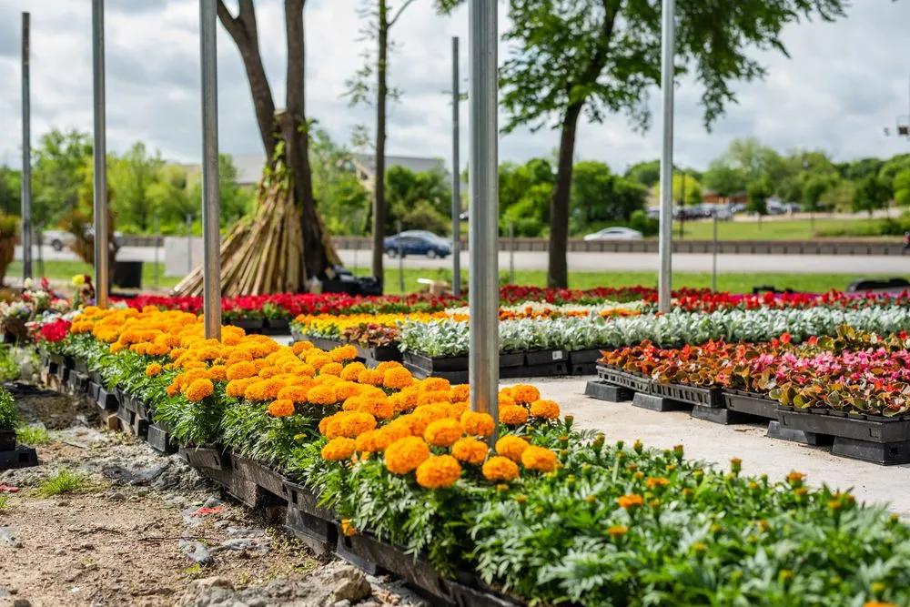 Top-rated outdoor landscaping experts serving Dallas, TX - Texas Palm Trees and Irrigation