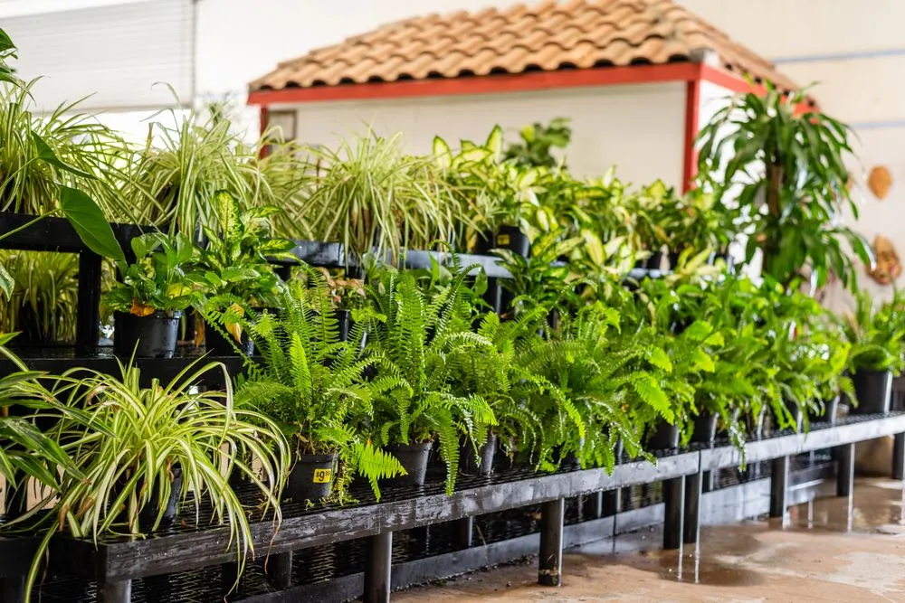 Reliable landscape design for homes across Dallas, TX - Texas Palm Trees and Irrigation