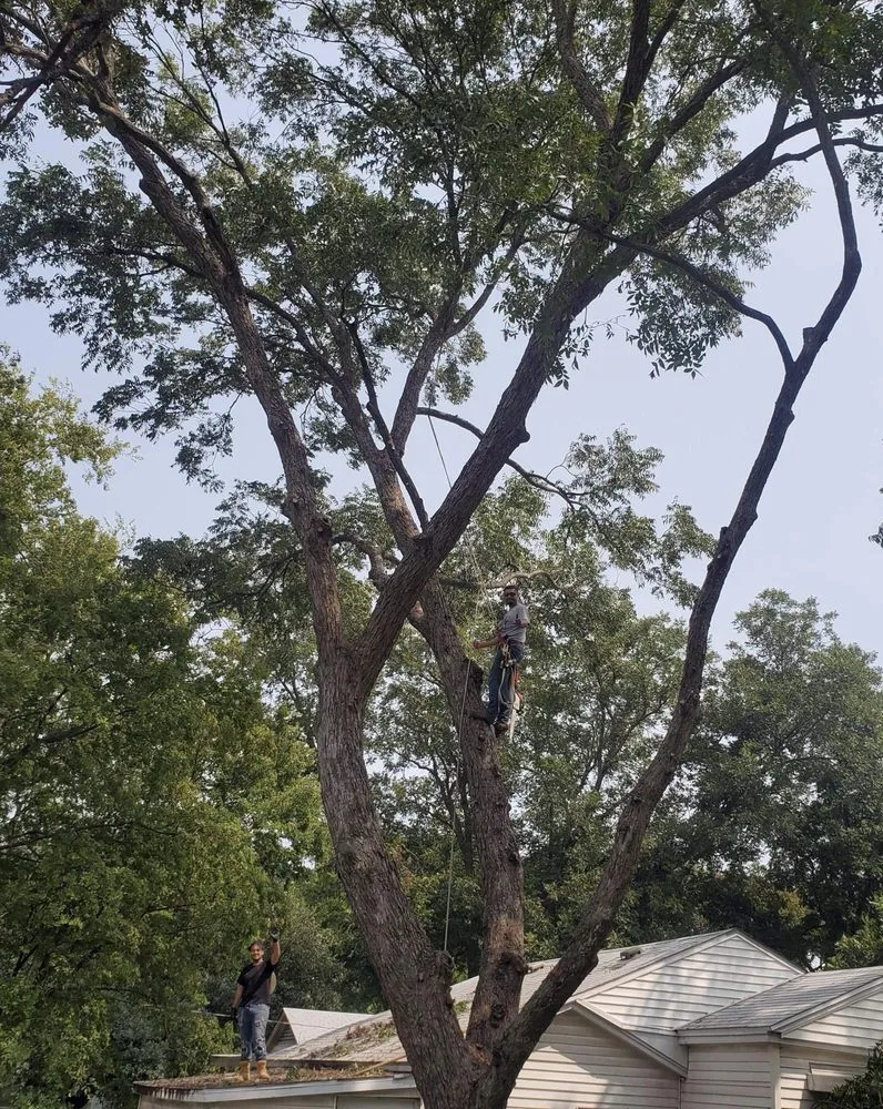 Top-rated yard cleanup service in Beverly Hills, TX - Texas Rainbow Tree Service