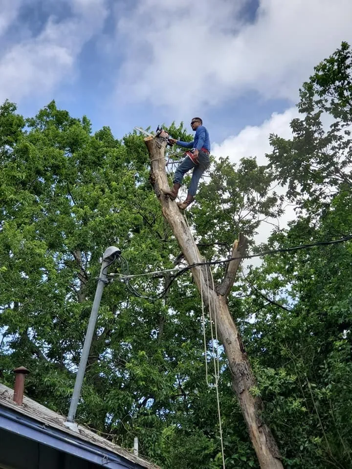 Local landscape design in Beverly Hills, TX by Texas Rainbow Tree Service