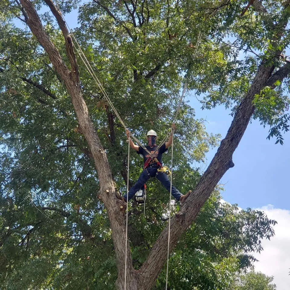 Affordable landscaping services for homes in Beverly Hills, TX by Texas Rainbow Tree Service