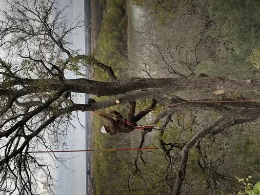 Texas Rainbow Tree Service