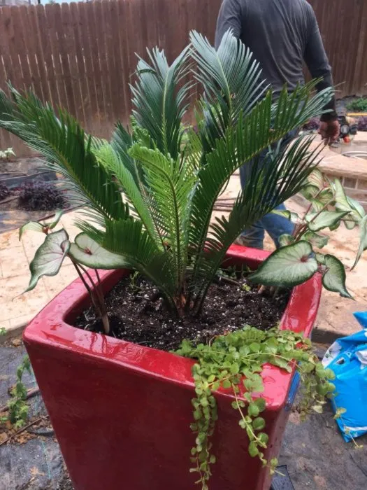 Professional landscaping services in Little Elm, TX - Texas Rainman