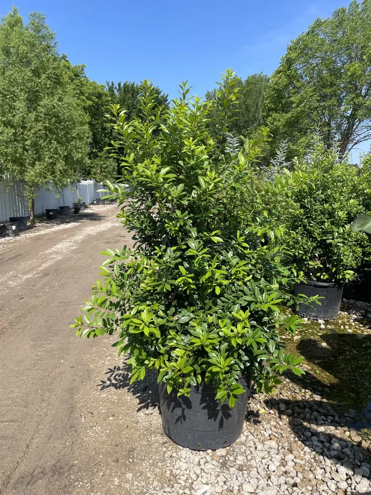 Professional yard maintenance experts serving Lucas, TX - Texas Ranch Landscaping & Irrigation