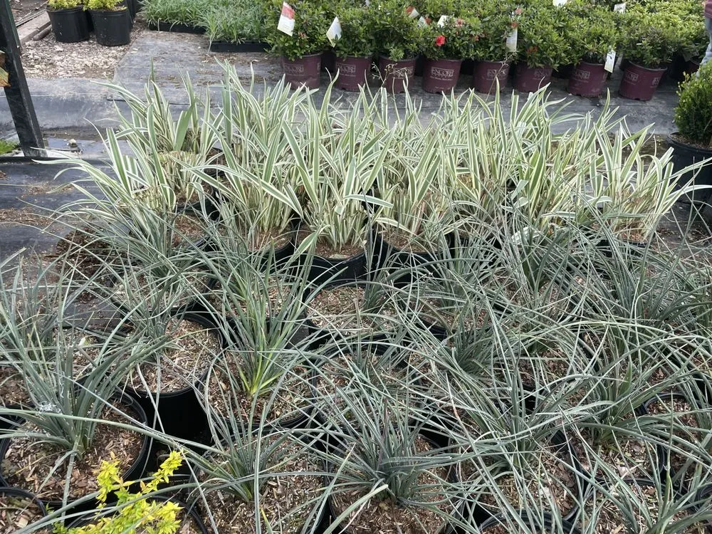 Professional landscape installation for residential properties in Lucas, TX by Texas Ranch Landscaping & Irrigation