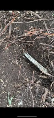 Texas Roots Landscape & Irrigation Logo