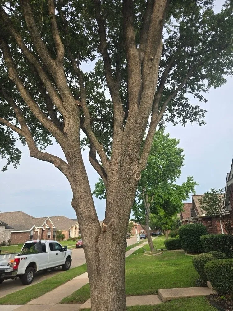 Professional landscaping services experts serving Dallas, TX - Texas Sage Landscaping & Lawn