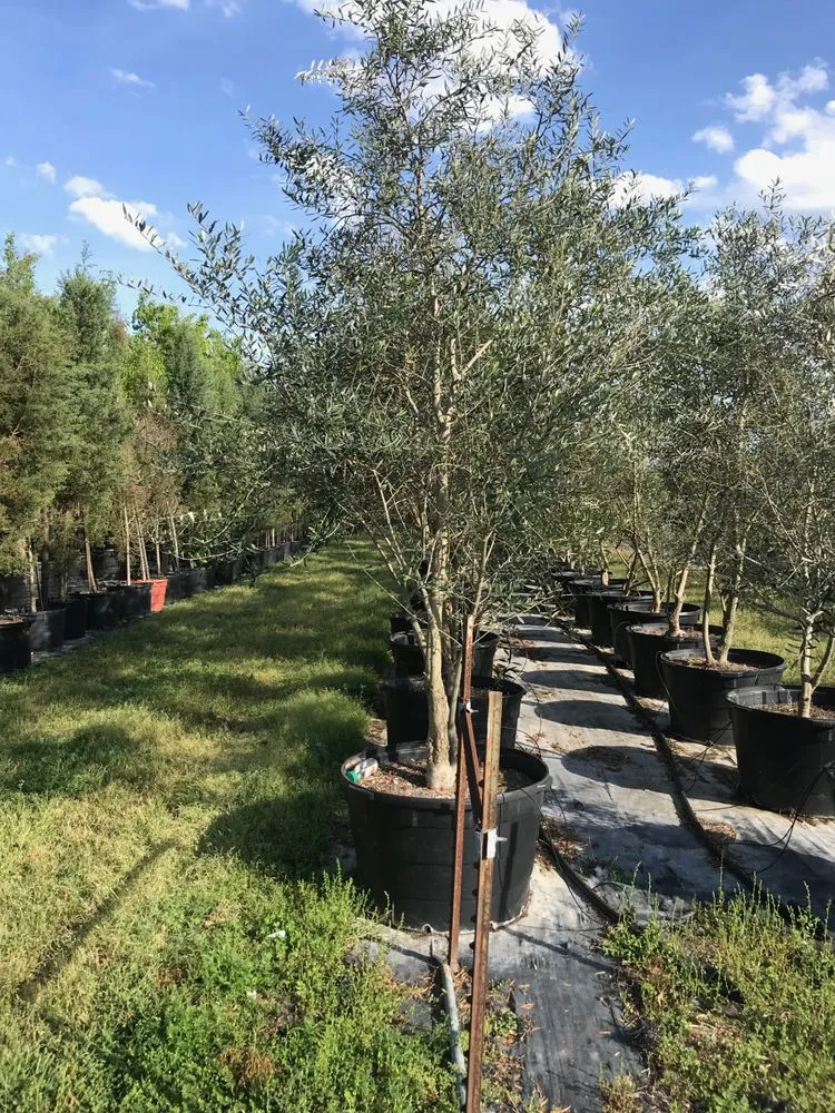 Top-rated lawn care service in Cedar Park, TX - Texas Sprinkler Landscape Irrigation