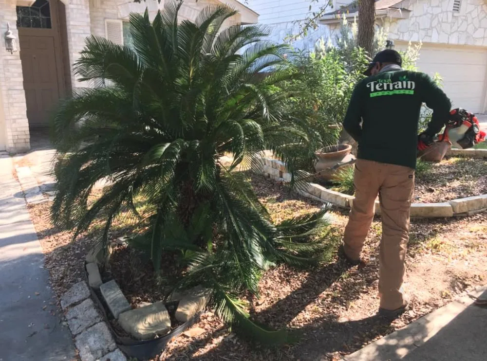 Top-rated residential landscaping in San Antonio, TX by Texas Terrain Lawn Care