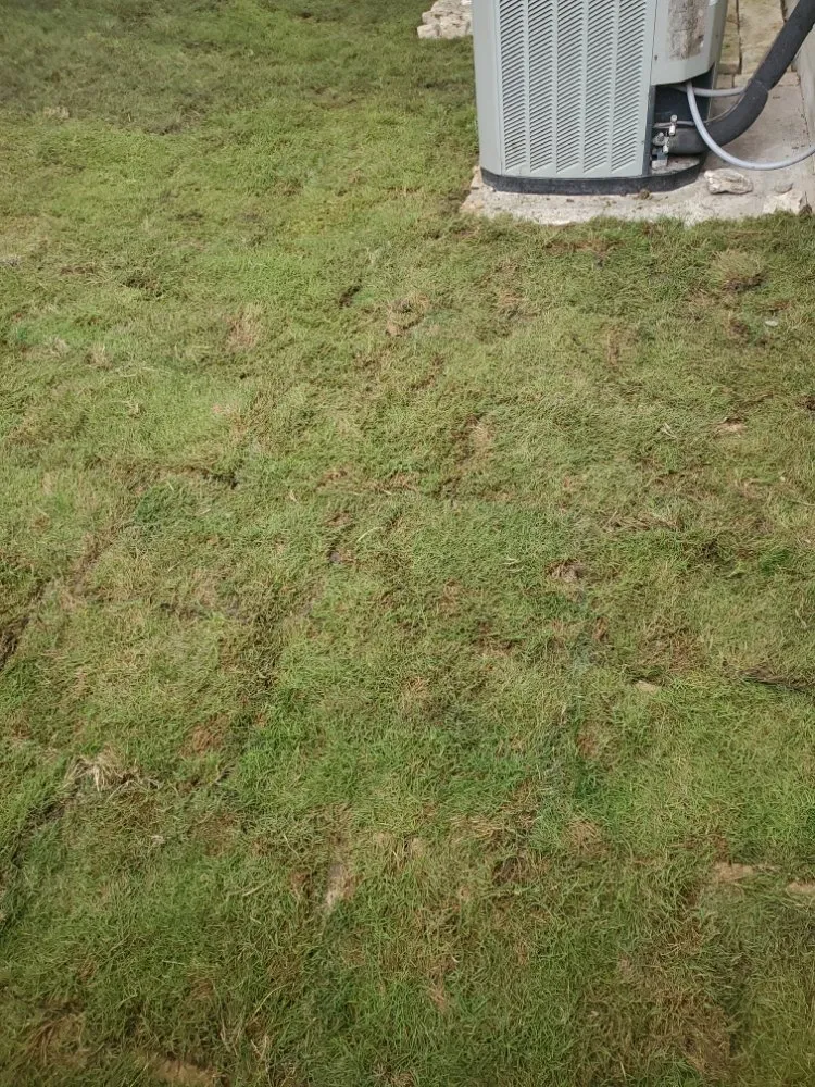 Top-rated yard cleanup service in San Antonio, TX by Texas Tradition Landscaping