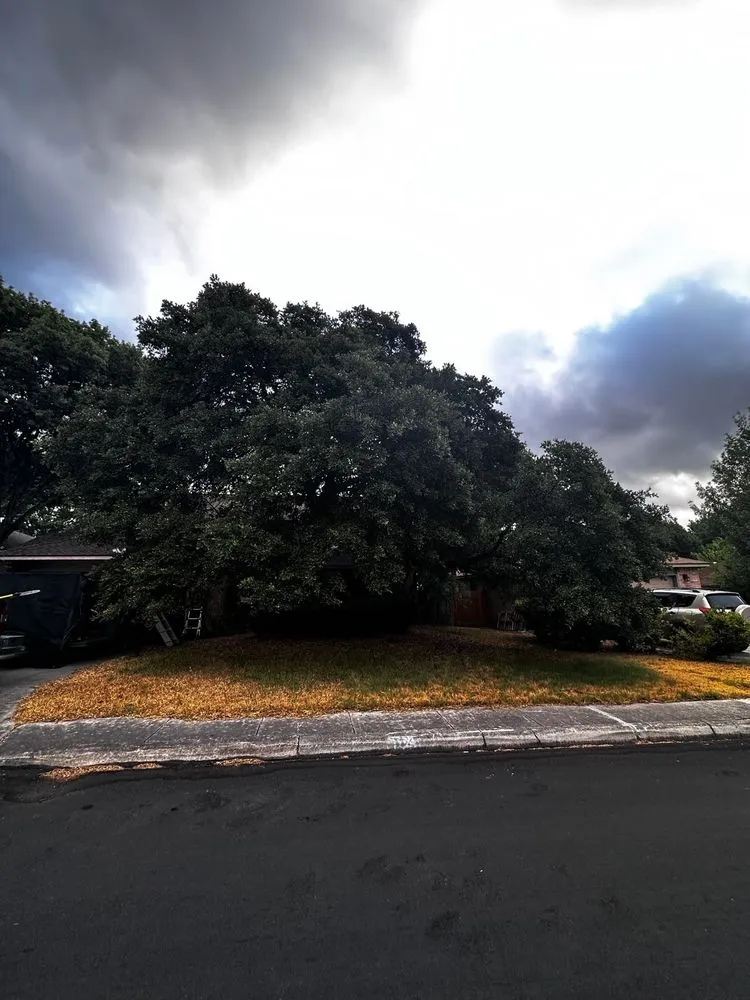 Top-rated yard maintenance in San Antonio, TX by Texas Tree Huggers