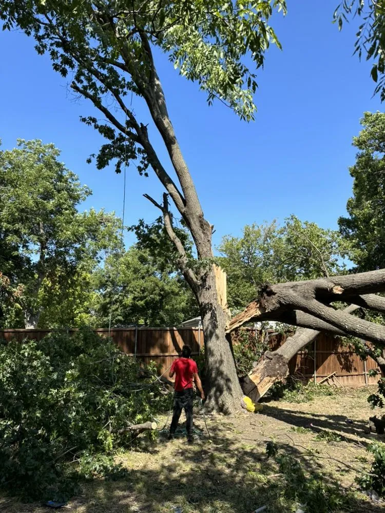 Expert lawn care service for outdoor upgrades across Forney, TX - Texas Tree Service