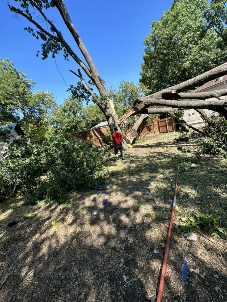 Top-rated yard maintenance in Forney, TX by Texas Tree Service