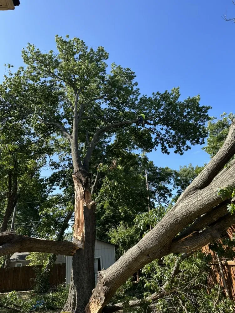 Top-rated landscape design in Forney, TX - Texas Tree Service