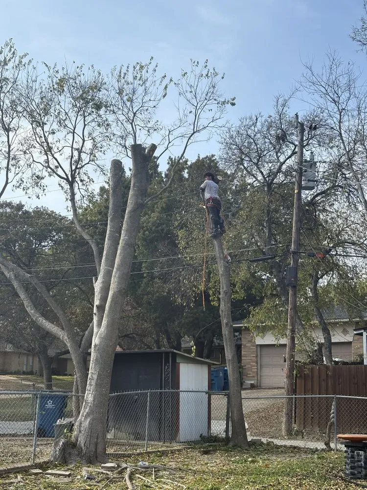 Custom landscaping services in Forney, TX by Texas Tree Service