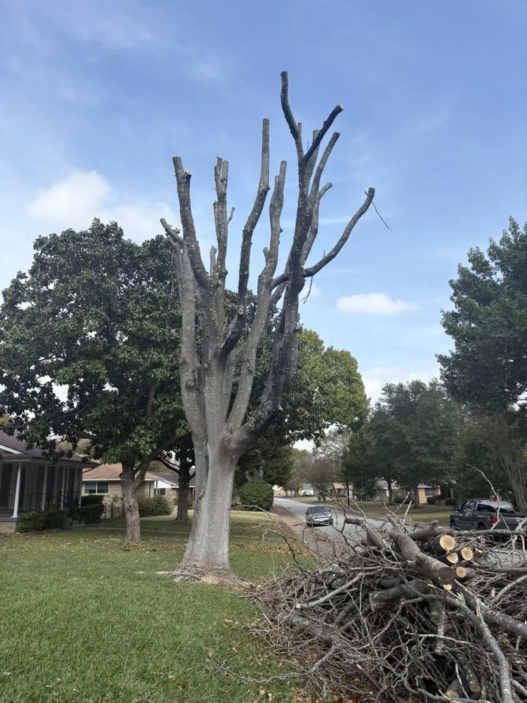 Affordable garden landscaping for outdoor upgrades across Forney, TX - Texas Tree Service