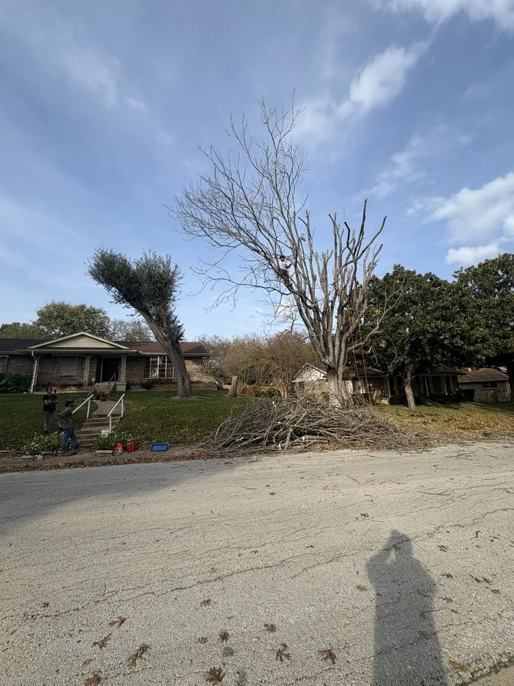 Affordable landscape design for year-round maintenance in Forney, TX by Texas Tree Service