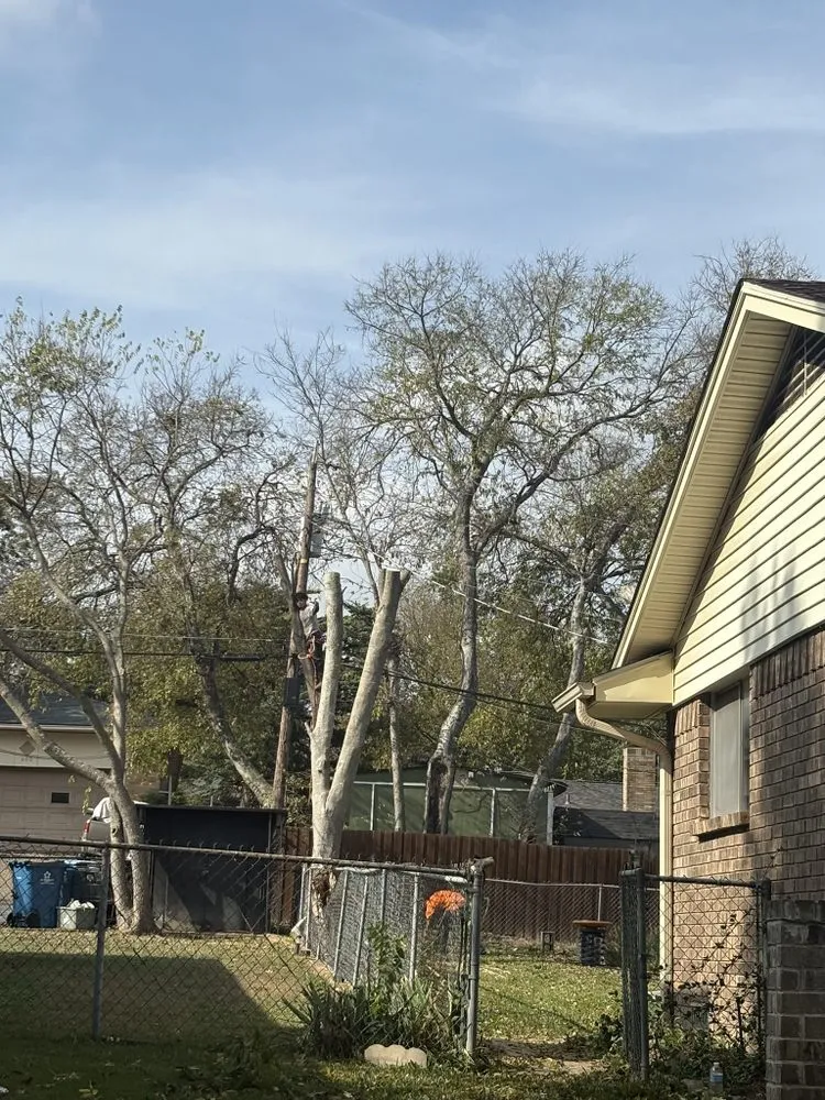 Professional yard cleanup service in Forney, TX by Texas Tree Service