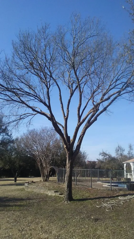 Trusted yard cleanup service with custom design in Wills Point, TX by Texas Treescaping