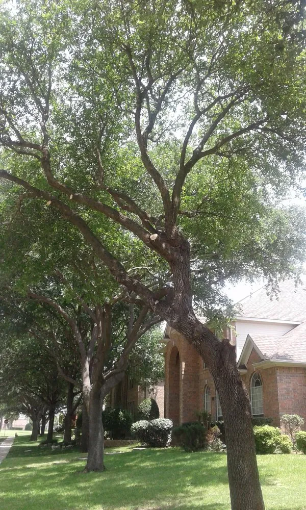 Custom landscape design in Wills Point, TX by Texas Treescaping