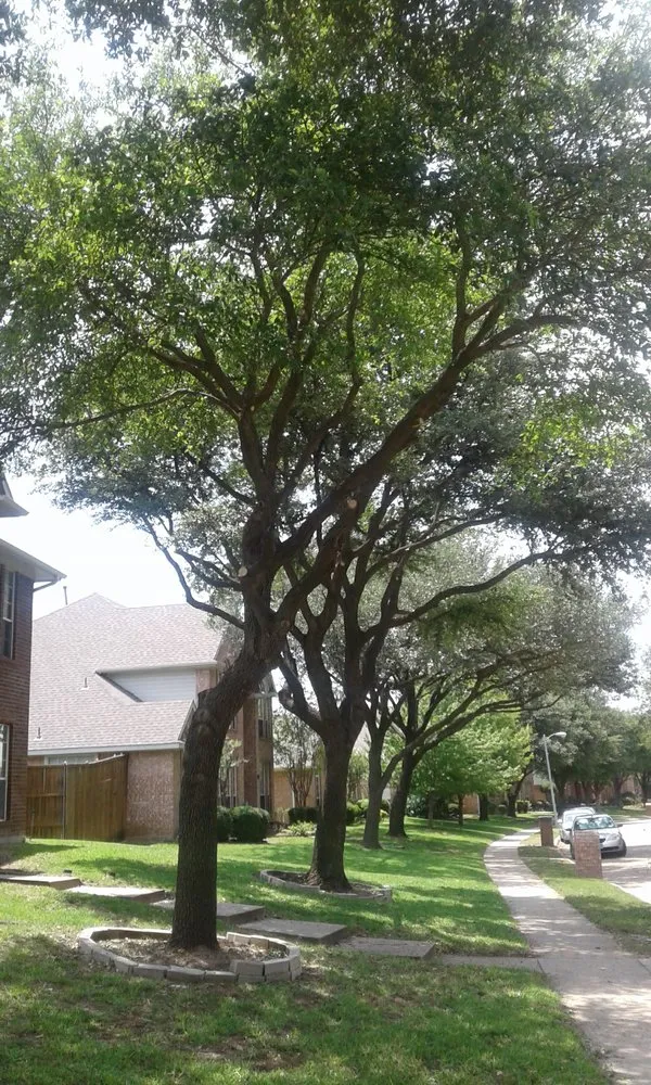 Expert yard cleanup service for year-round maintenance across Wills Point, TX - Texas Treescaping